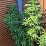 G13 Kush