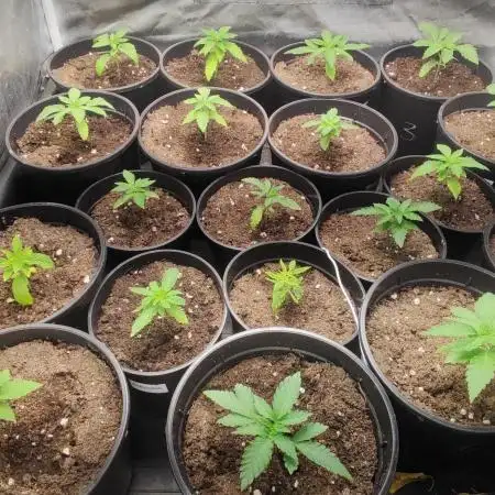 Smart Grow 11.09.2025.