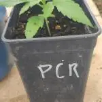 2025 La Palma
