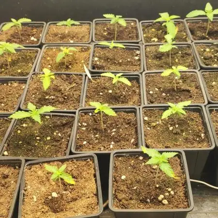 Smart Grow 11.09.2025.