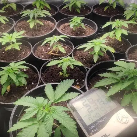 Smart Grow 11.09.2025.