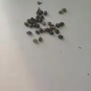 mission impossible 2025-2026