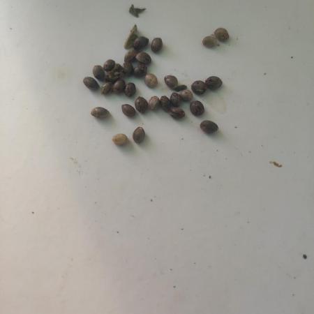 mission impossible 2025-2026