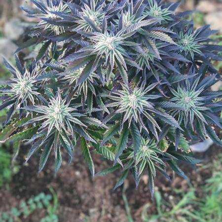 mission impossible 2025-2026