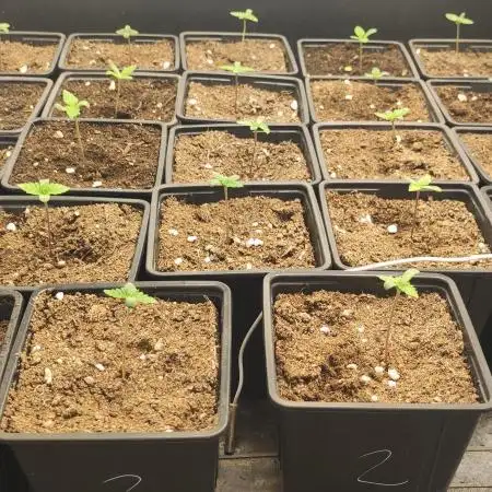 Smart Grow 11.09.2025.