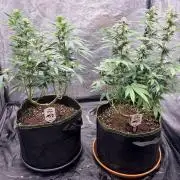 Mexican Sativa