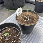 Mexican Sativa