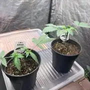 Mexican Sativa
