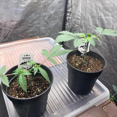 Mexican Sativa