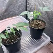 Amnesia Haze Go Fast