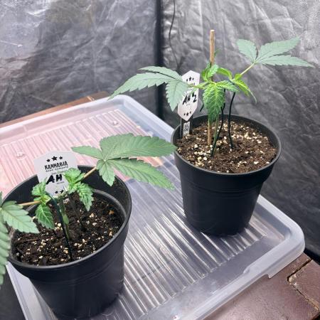 Amnesia Haze Go Fast