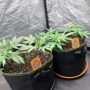 Mexican Sativa