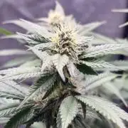 Mexican Sativa