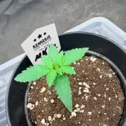 Melonade-K
