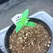 Mexican Sativa