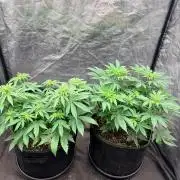 Mexican Sativa