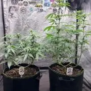 Amnesia Haze Go Fast