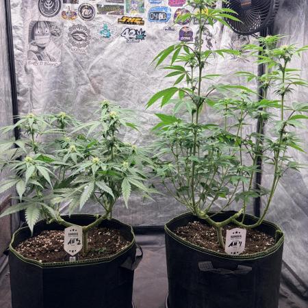 Amnesia Haze Go Fast