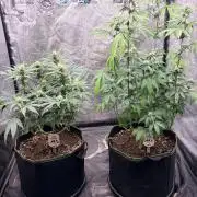 Amnesia Haze Go Fast