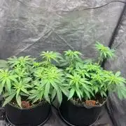 Amnesia Haze Go Fast