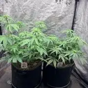 Amnesia Haze Go Fast