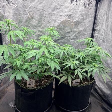 Amnesia Haze Go Fast