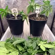 Mexican Sativa