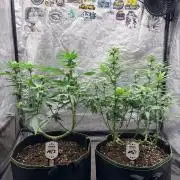 Mexican Sativa