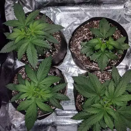 Second grow