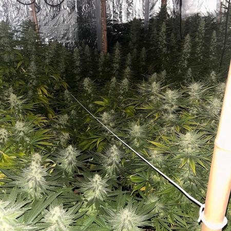 My first Grow