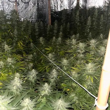 My first Grow