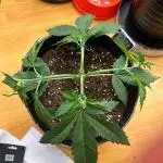 My first Grow