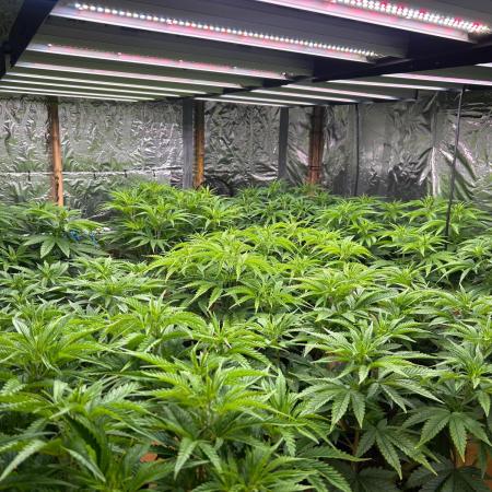 My first Grow