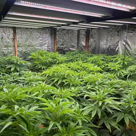 My first Grow