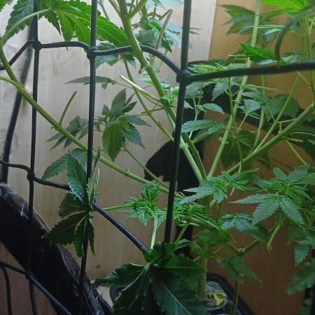 Pineapple chunk dwc simple