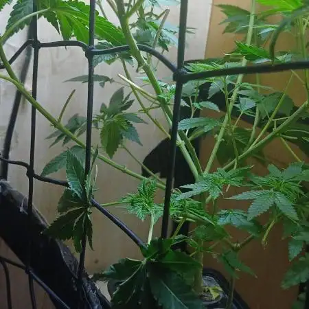 Pineapple chunk dwc simple