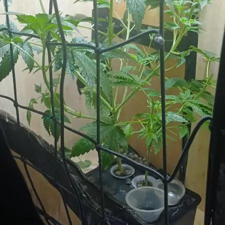 Pineapple chunk dwc simple