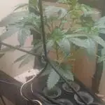 Pineapple chunk dwc simple