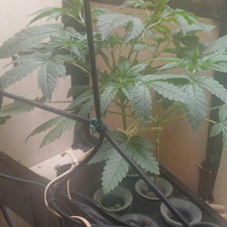 Pineapple chunk dwc simple
