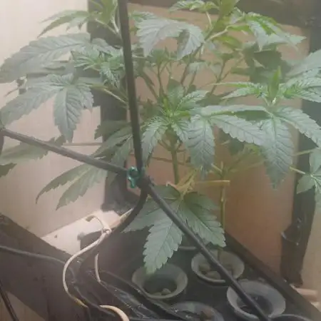 Pineapple chunk dwc simple