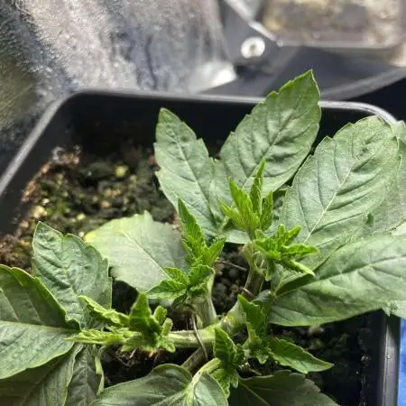 Cherry poppers (Barney Farm )