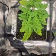 Gorilla Melon fastbuds