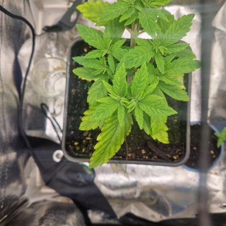 Gorilla Melon fastbuds