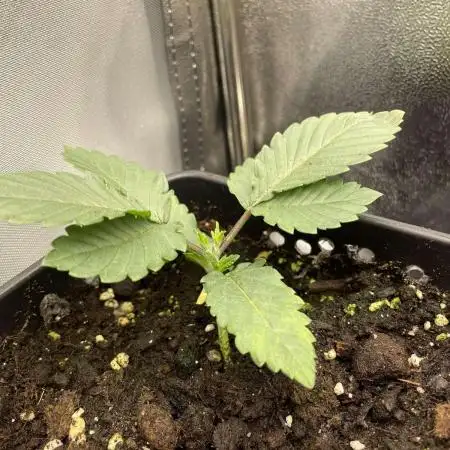 Cherry poppers (Barney Farm )