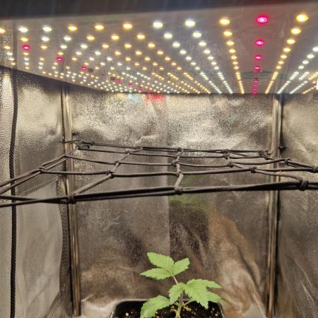 Gorilla Melon fastbuds