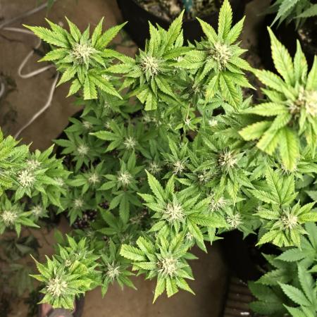 First Grow - Clones
