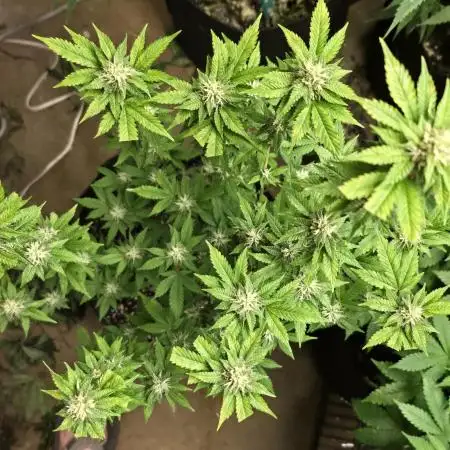First Grow - Clones