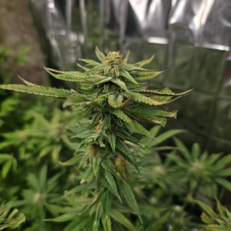 First Grow - Clones