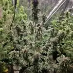 First Grow - Clones