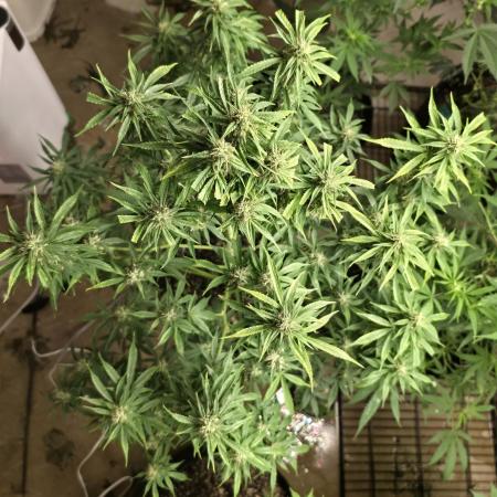 First Autoflower
